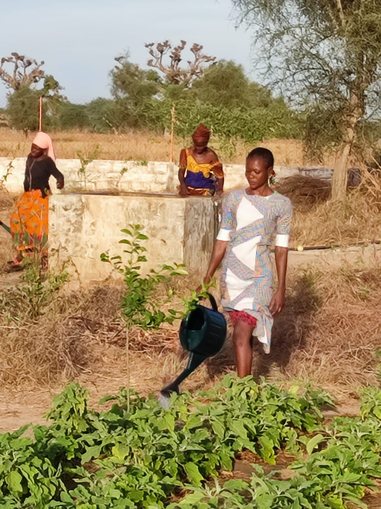 Maraichage Darou Ndimb