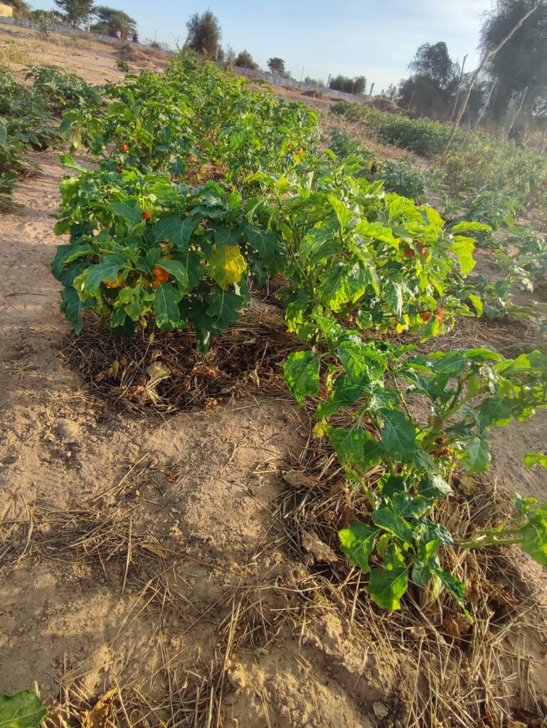 agroécologie Darou Ndimb