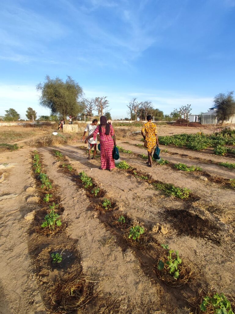 agroécologie Darou Ndimb