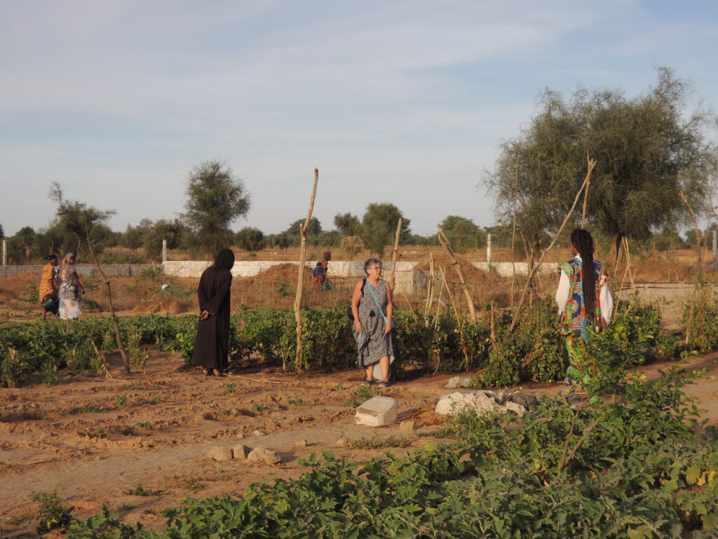 agroécologie Darou Ndimb