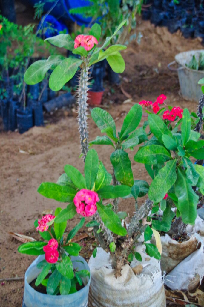 Jardin Faune Flore