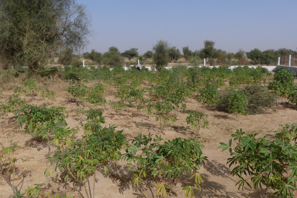 agroécologie Darou Ndimb