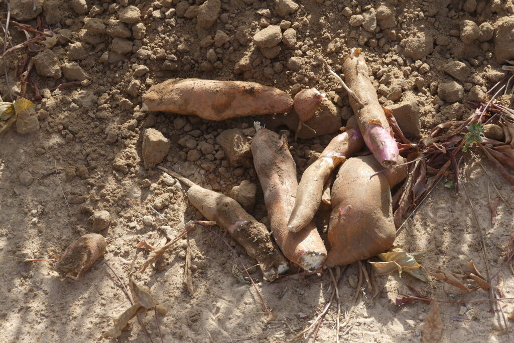agroécologie Darou Ndimb
